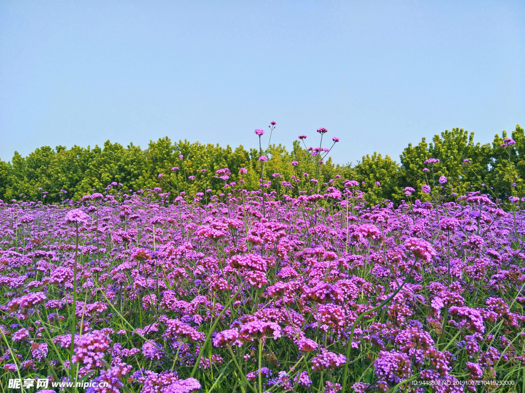 北京鲜花港