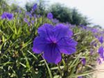 蓝花草