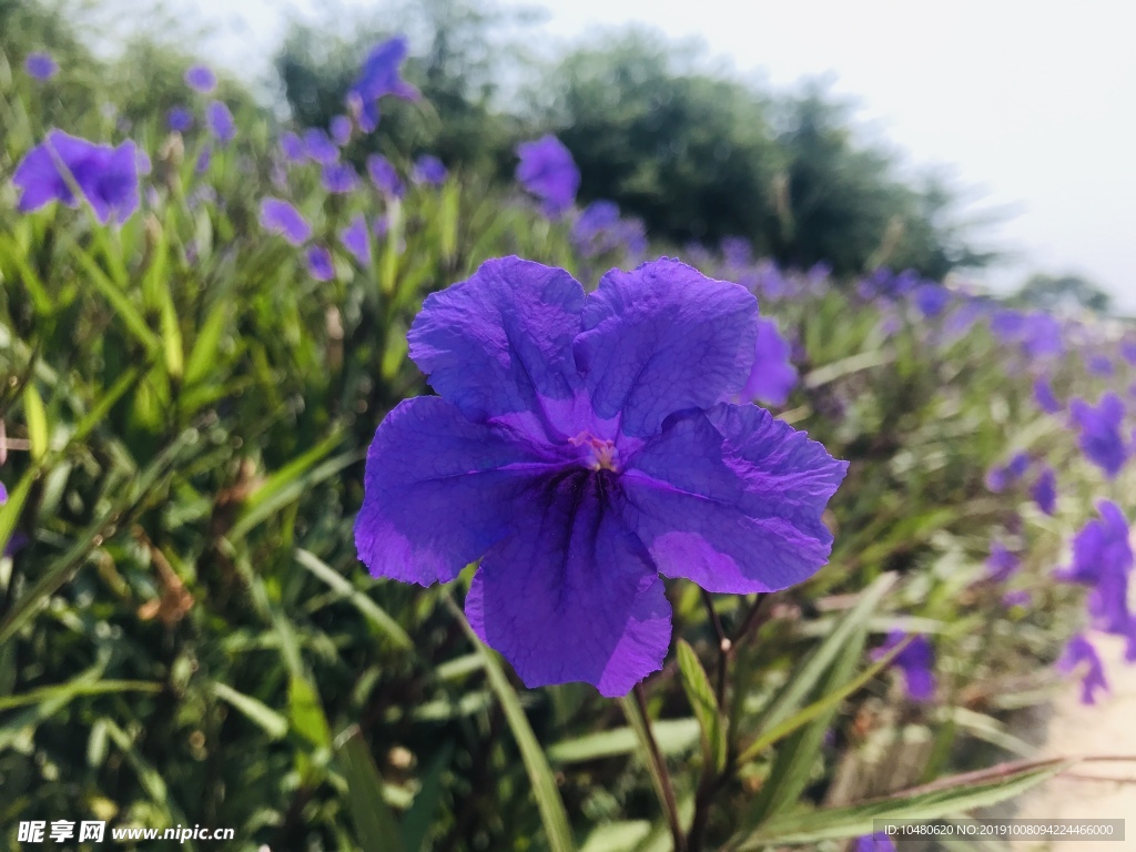 蓝花草