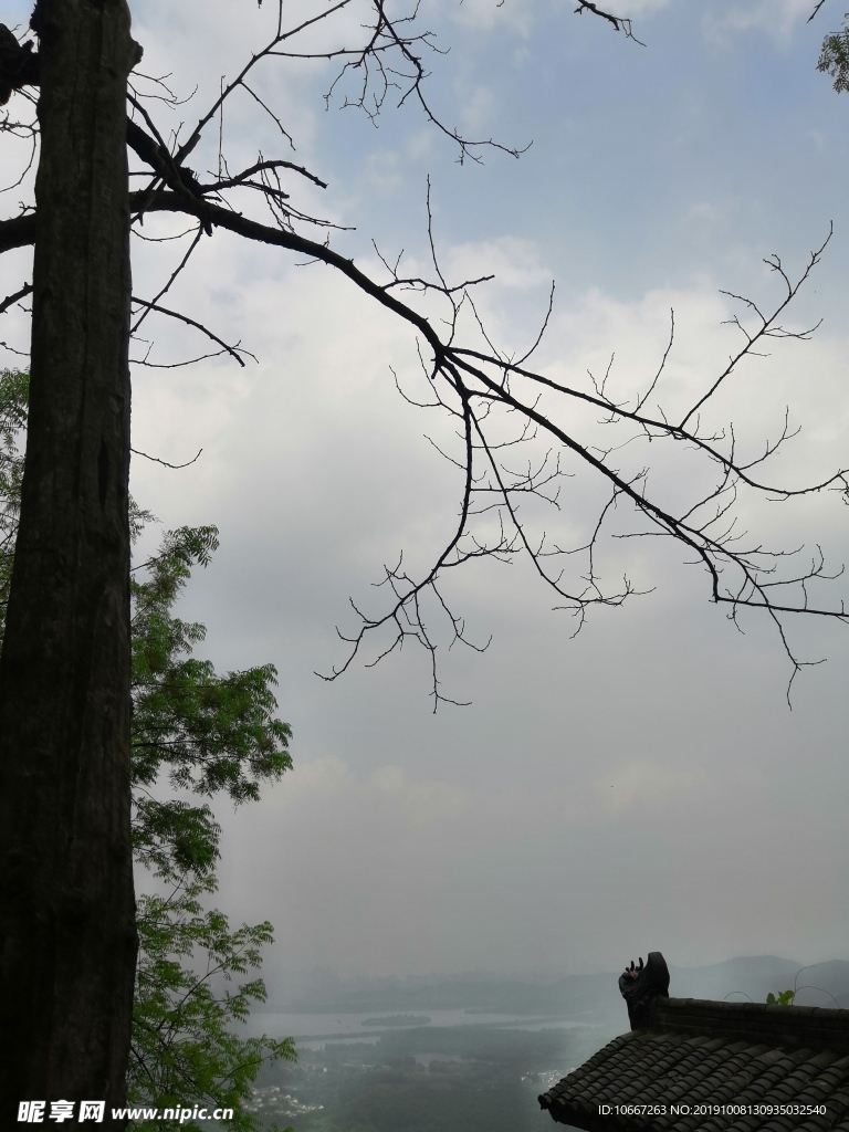 树枝