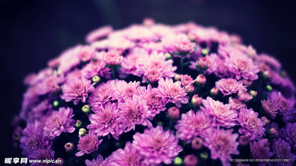 粉色花朵花丛植物背景