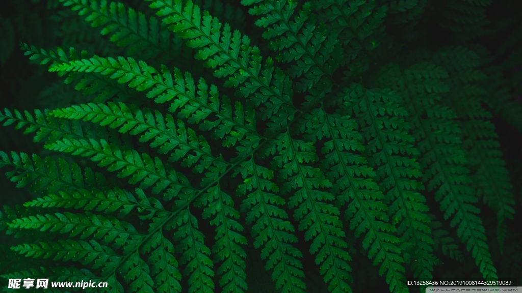 绿色树叶植物树枝背景