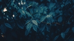 绿色树叶植物背景