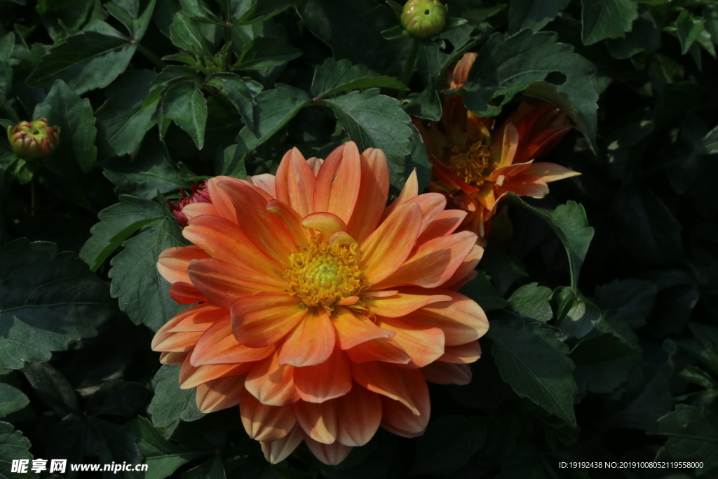 小丽花