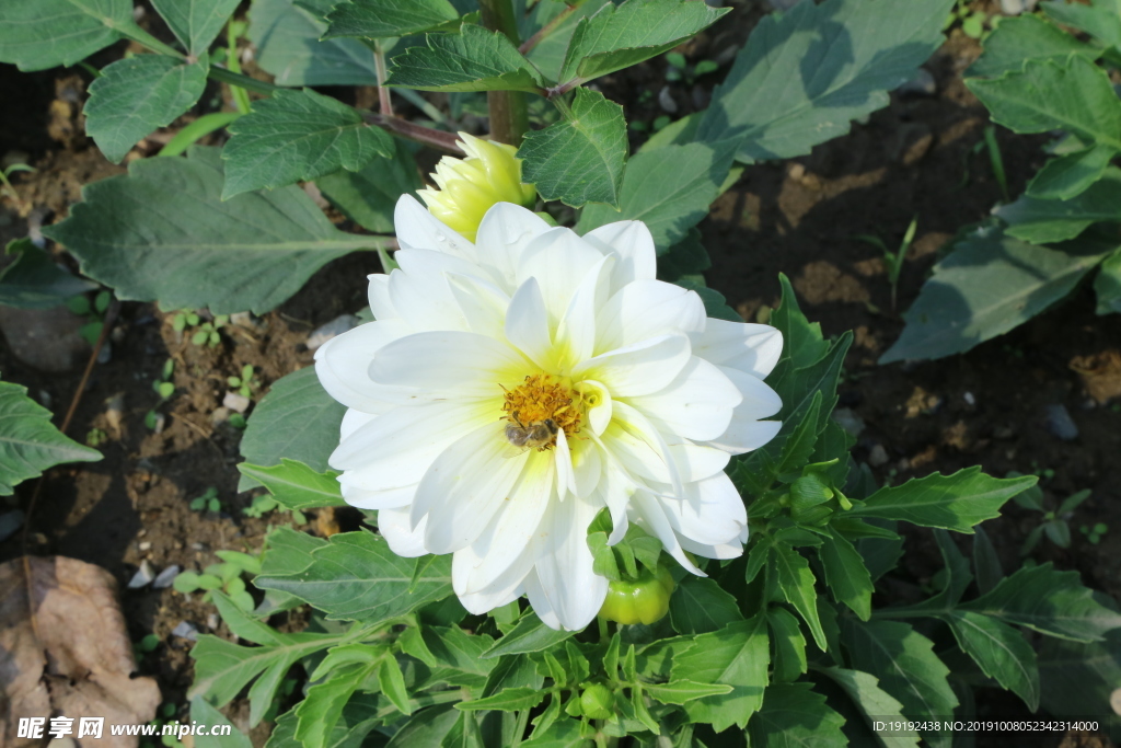 小丽花