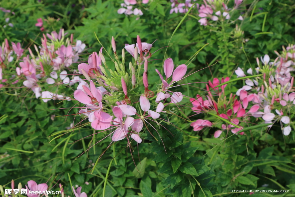 醉蝶花