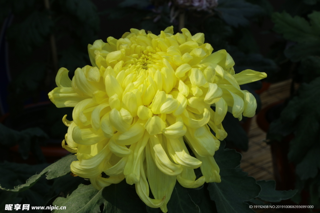 菊花