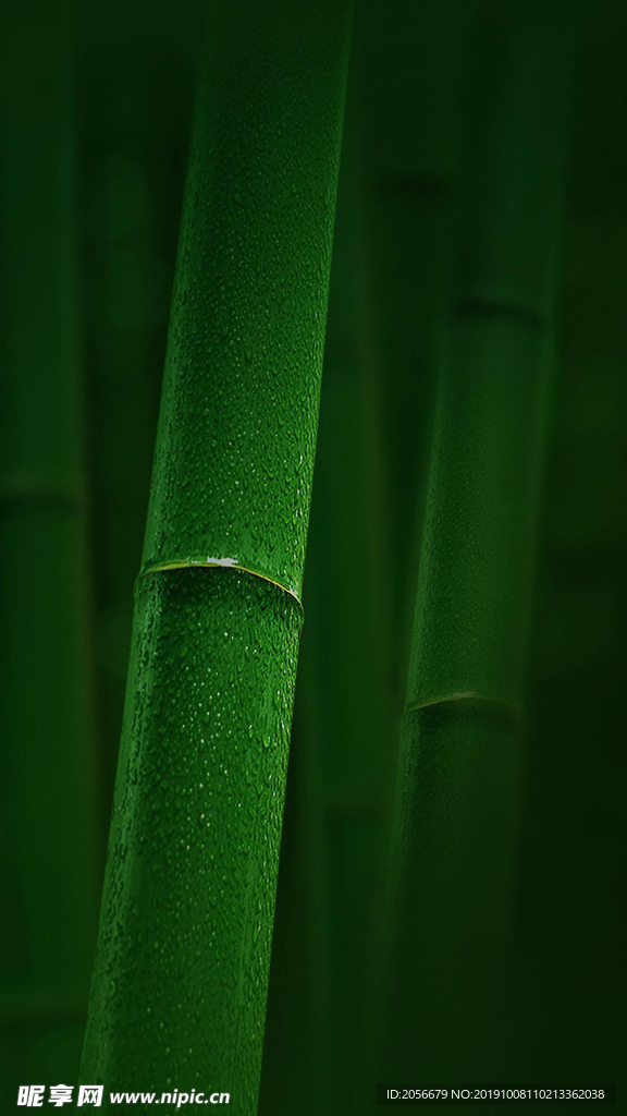 竹子