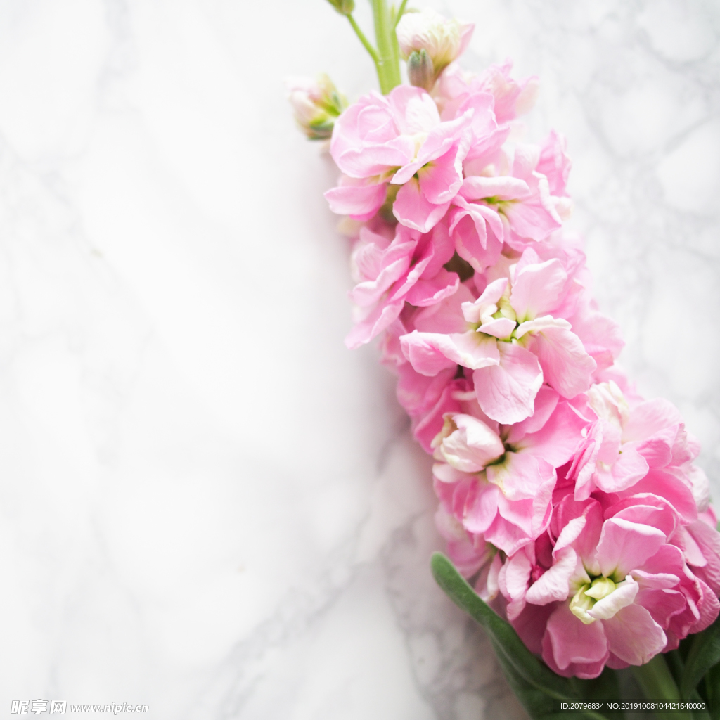 粉色的花