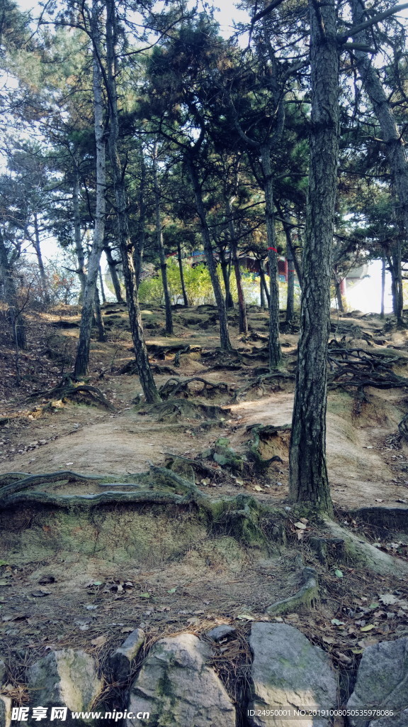 森林景观