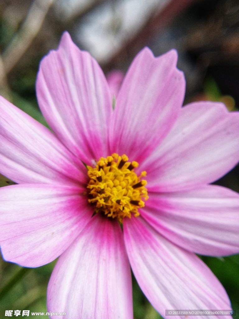 植物 春天 夏天 波斯菊 雏菊