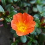 马齿牡丹花卉 花朵 花苞 花瓣