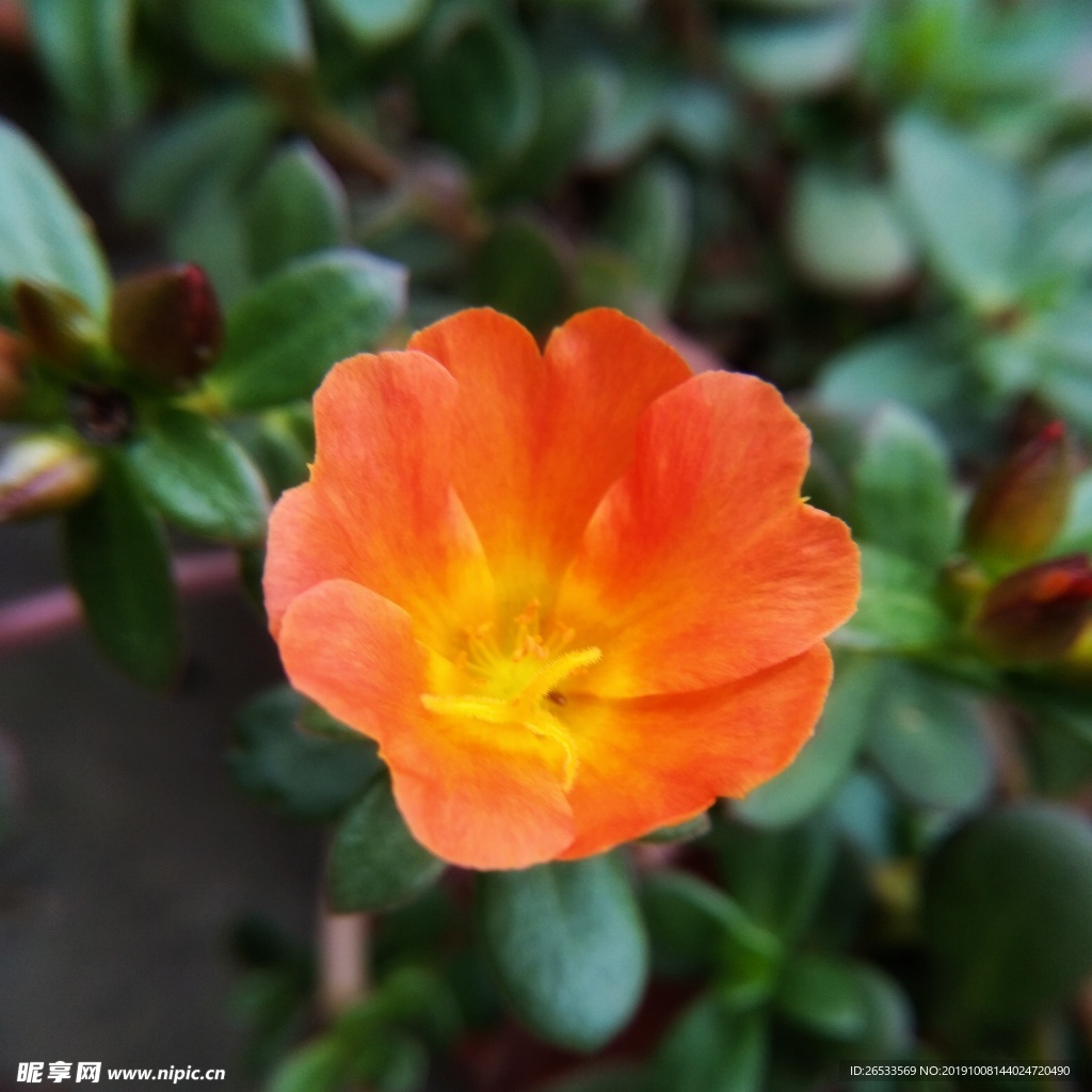 马齿牡丹花卉 花朵 花苞 花瓣