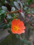 马齿牡丹 花朵 花苞 花瓣
