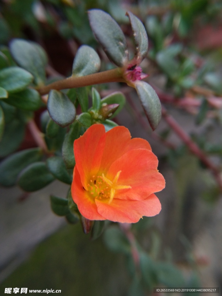 马齿牡丹 花朵 花苞 花瓣