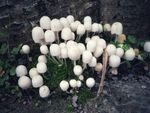 天然 健康 菌类 野生 蘑菇