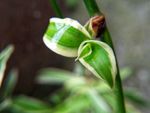 吊兰 吊篮 垂盆草 金边吊兰