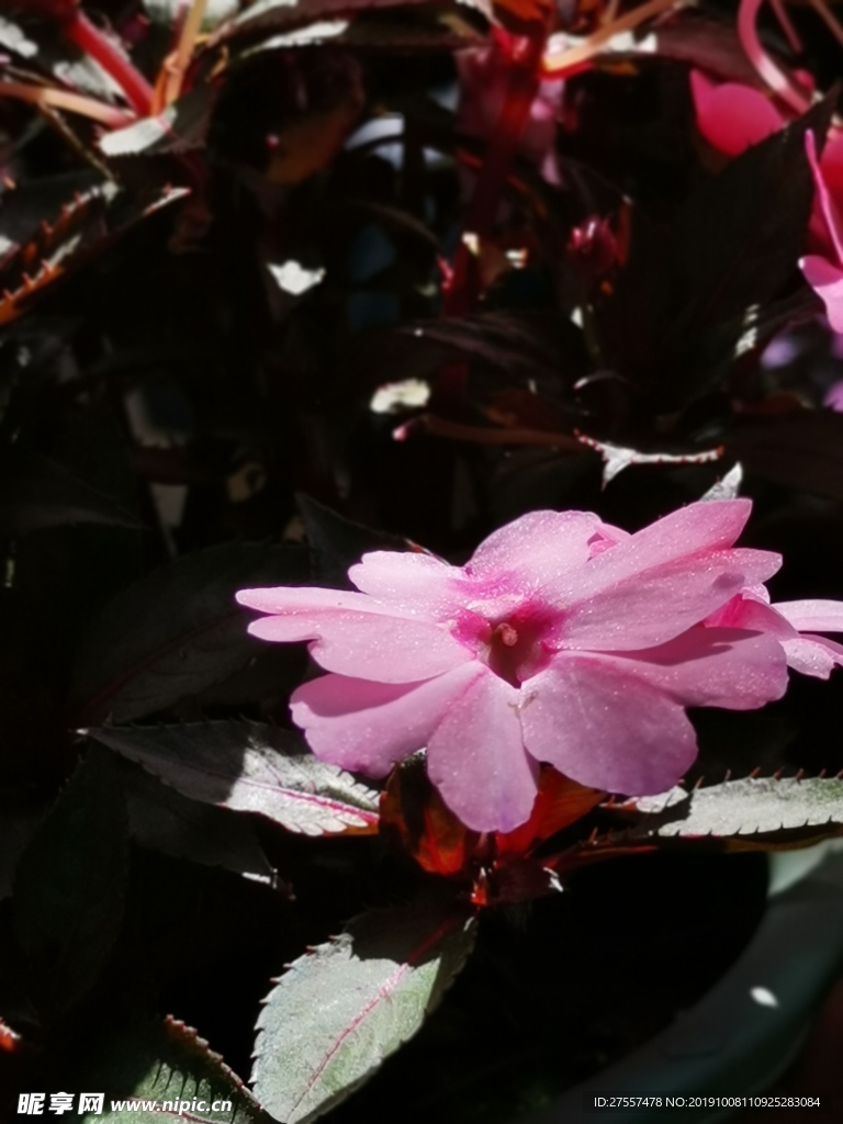 花 春天 粉色