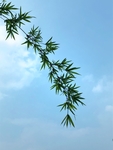 天空 树叶 竹子 素材 照片