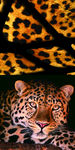 豹子 手机壳 壁纸 动物 图片