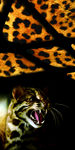 豹猫 手机壳 壁纸 动物 图片