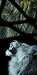狮子 手机壳 壁纸 动物 图片