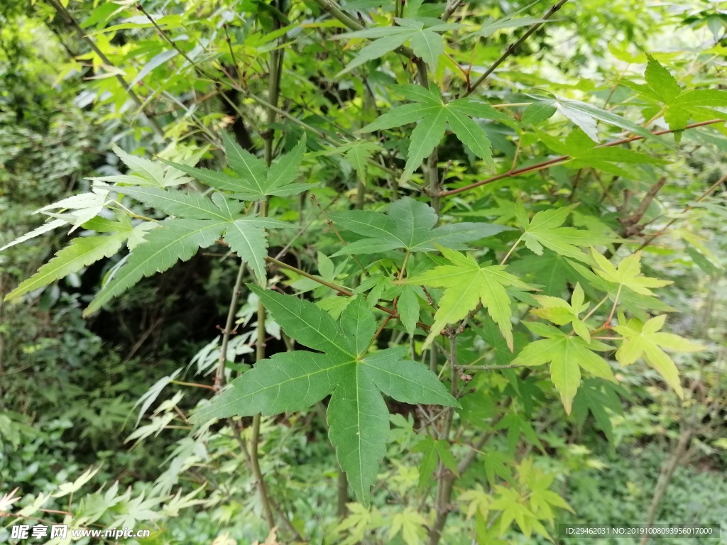 小枫树