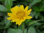 野菊花