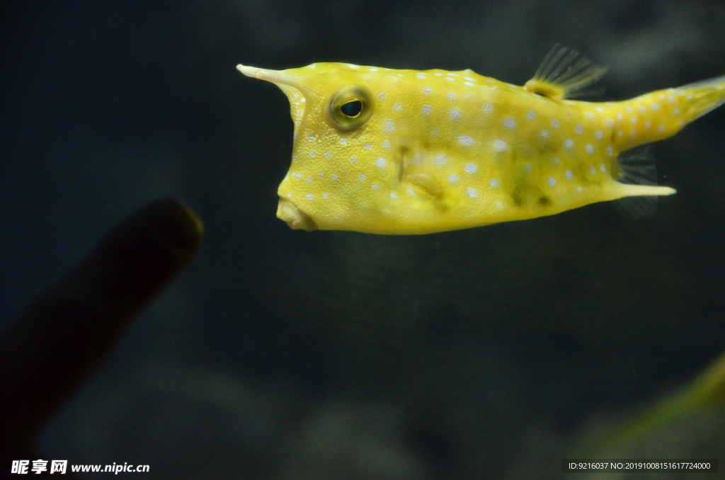 海洋生物 海洋馆 角箱鲀