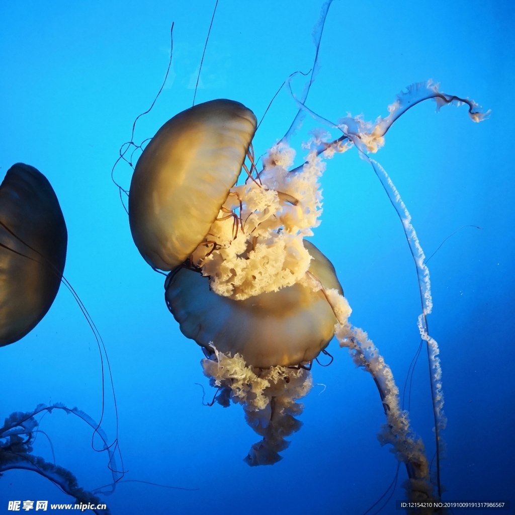 水母