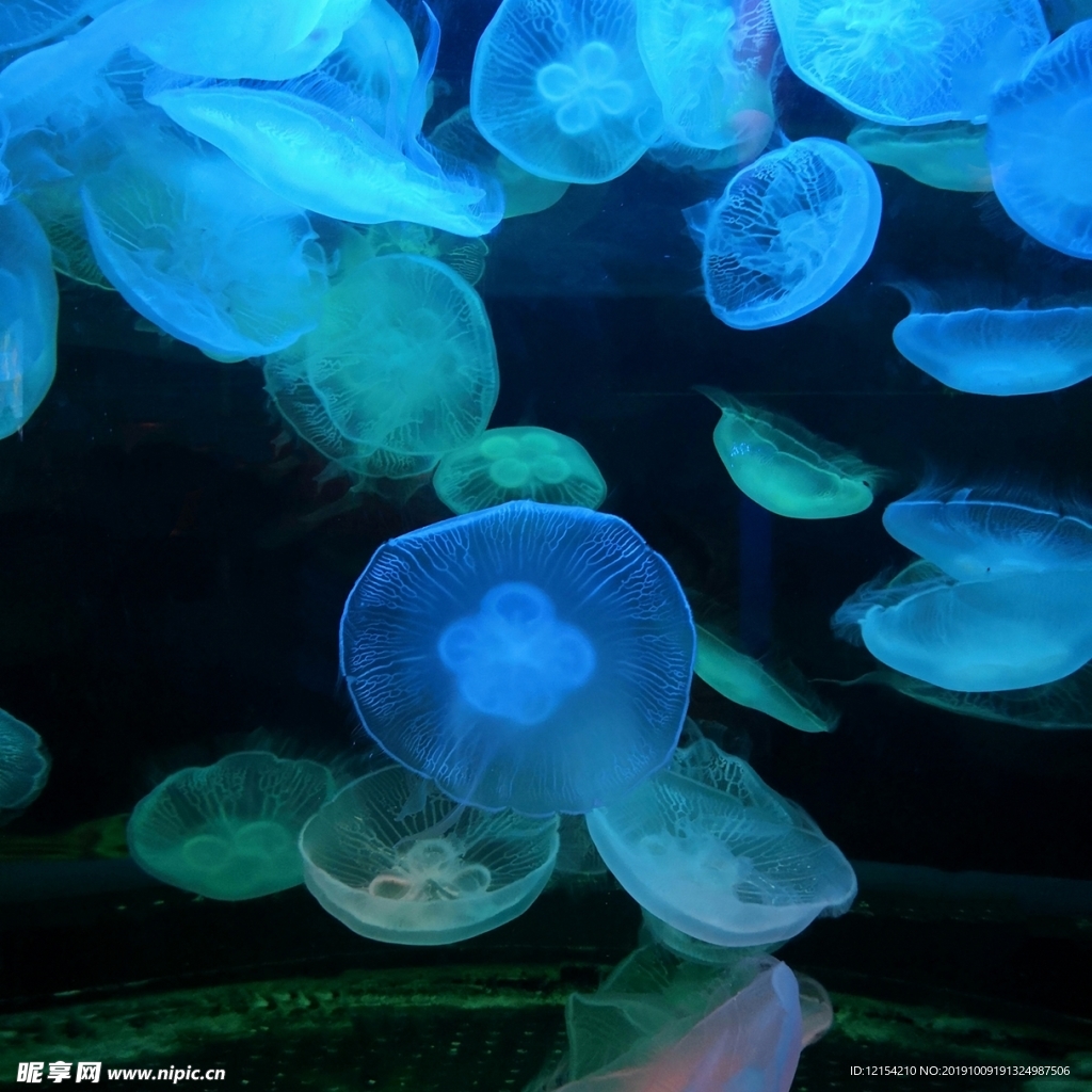水母