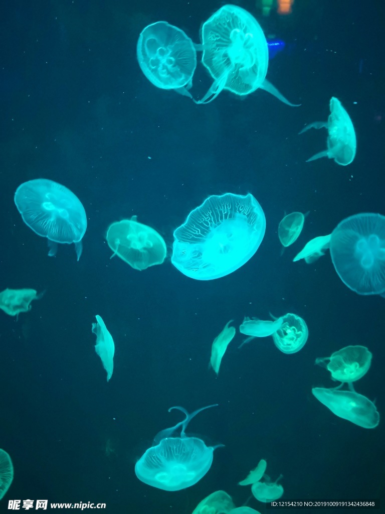 水母