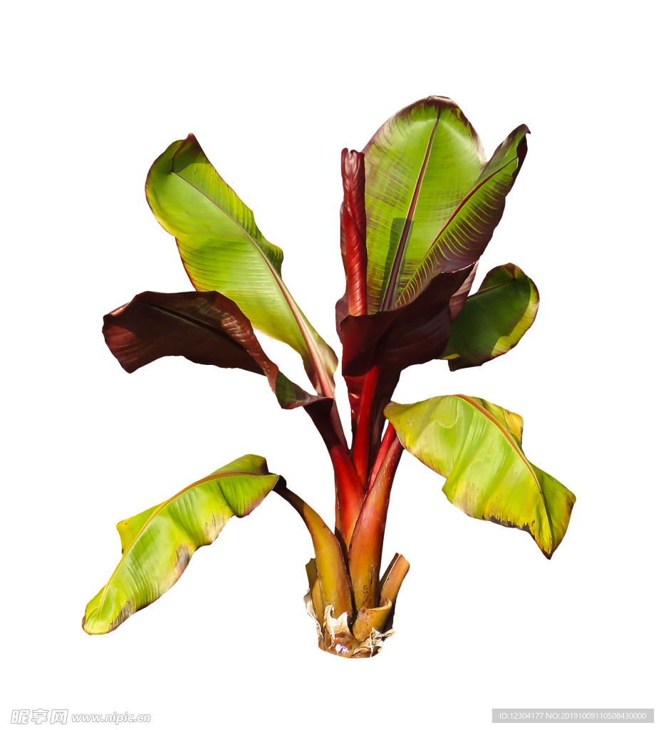 芭蕉
