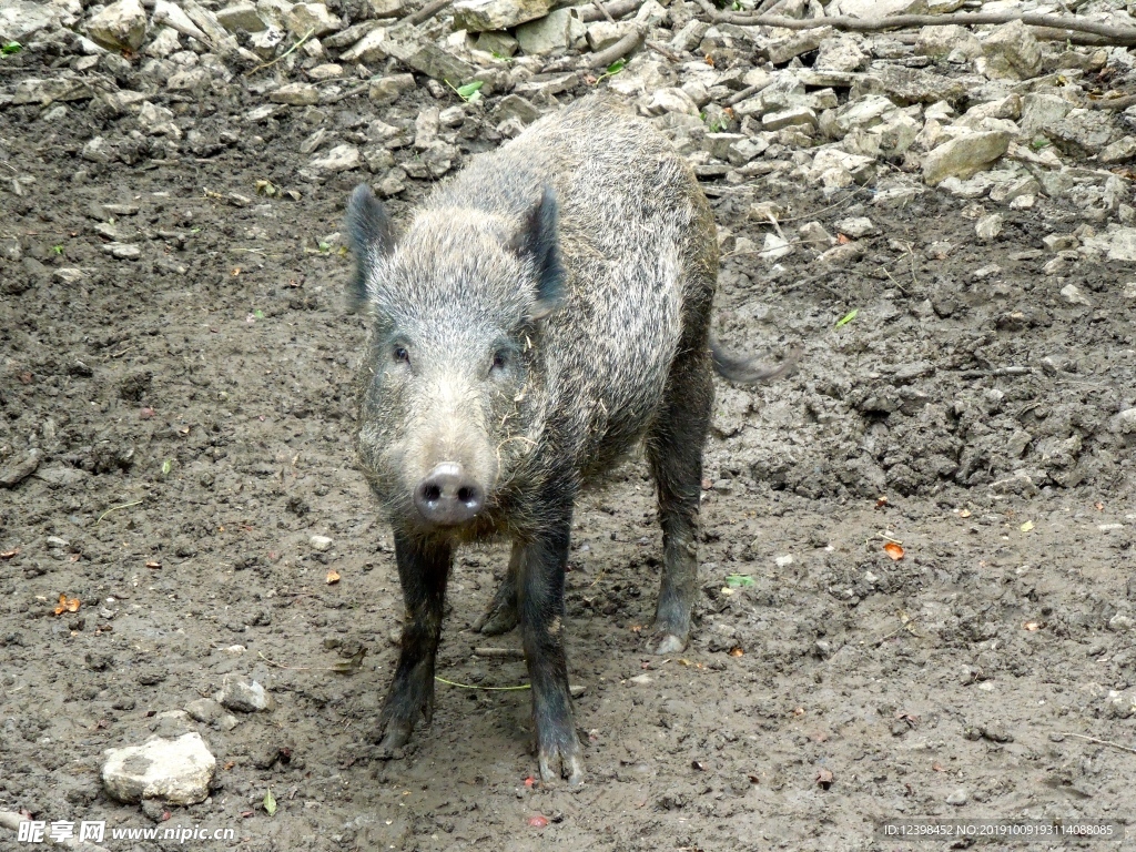 野猪