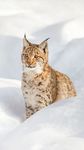 山猫