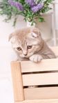 小猫