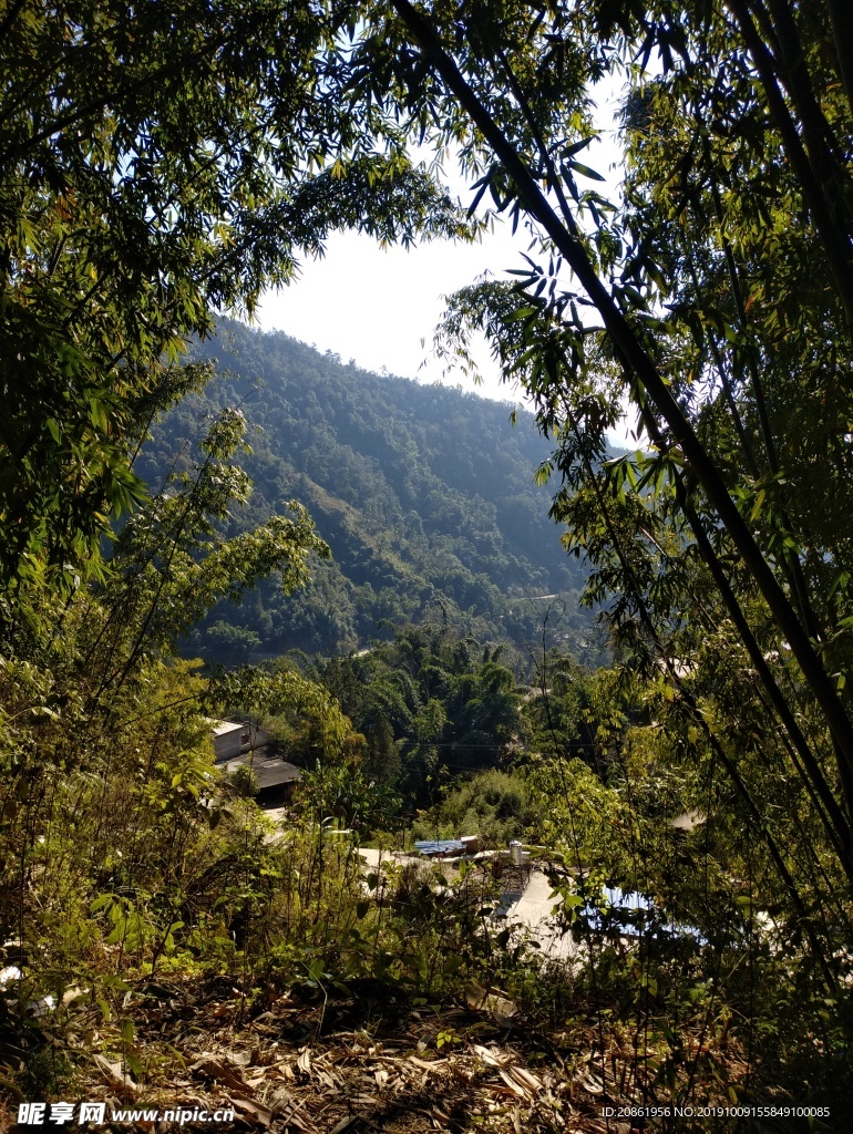 竹林