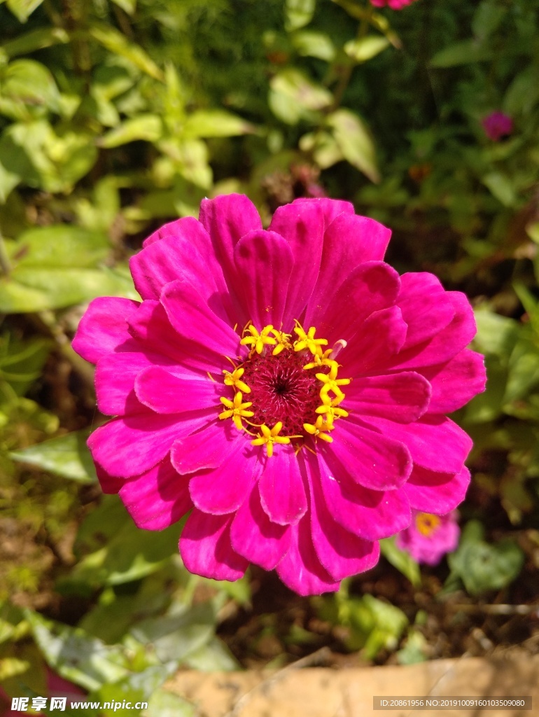 百日菊