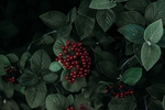 樱桃