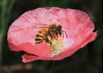 蜂蜜