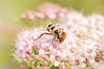 蜂蜜
