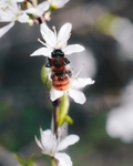 蜜蜂