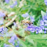 蜜蜂
