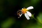 蜜蜂