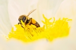 蜜蜂