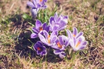 紫色花