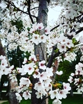 李子花