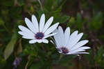 雏菊