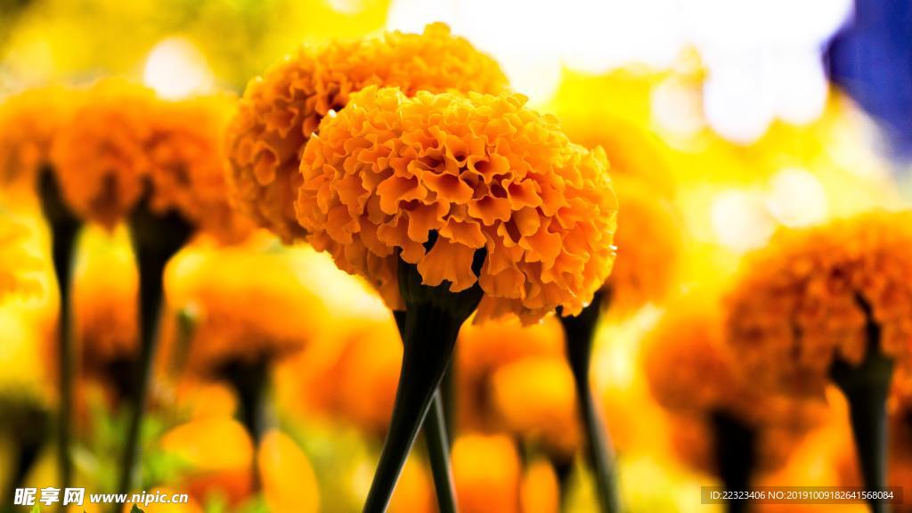 黄色的花