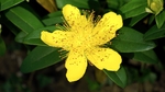 黄花